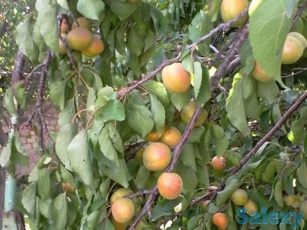 продам дом в городе Алмалык, Пскентский, Пскентский, фотография 6