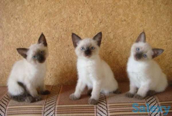 Элитные  сиамские котята, фотография 8