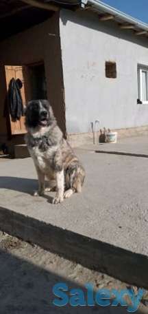 Alabay sotiladi 100, фотография 1