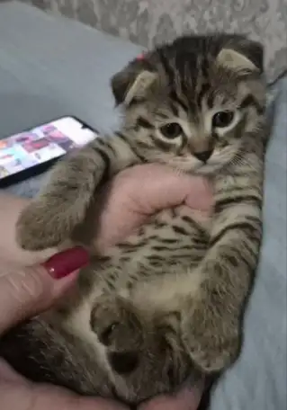 Котята, фотография 2