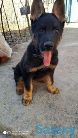 Восточные овчарки ' Империя Боевир' и 'SITTI BULLEVEO, фотография 1