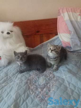 Породистые шотландские котята, фотография 3