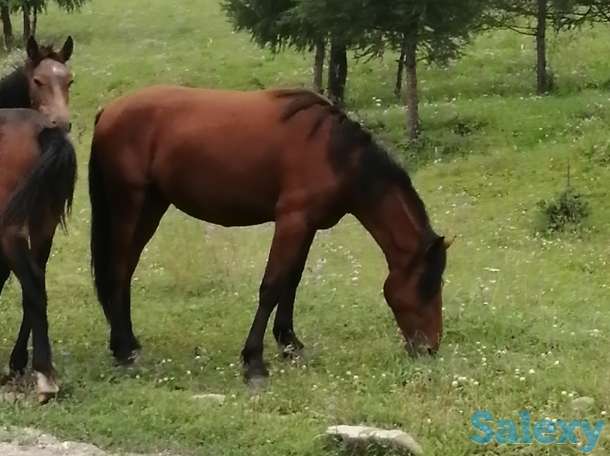 Лошади, кобылки, жеребчики новоалтайские, фотография 5