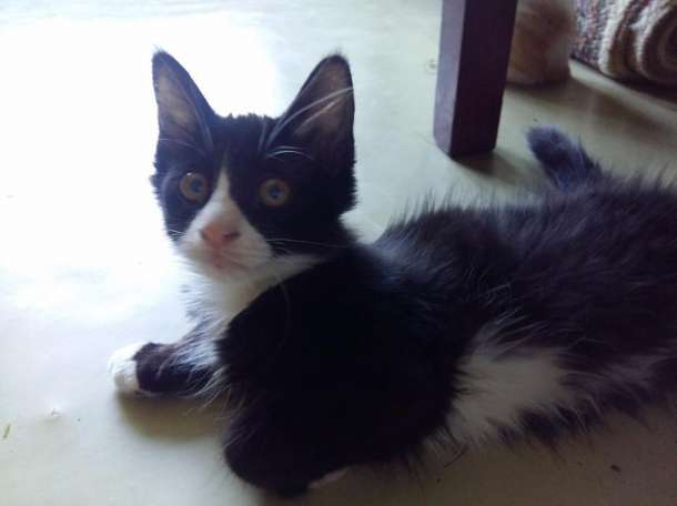 Отдам котят в хорошие руки!, фотография 2