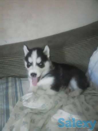Продается чистокровный хаски, фотография 3