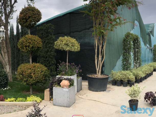 Растения и ландшафтный дизайн от компании Bahor Gullari!, фотография 1