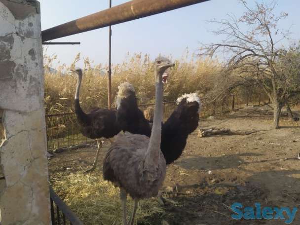 База для сельхоз. или др. бизнеса в Ташобласти, 57 соток. От хозяина, не риелтор., фотография 8