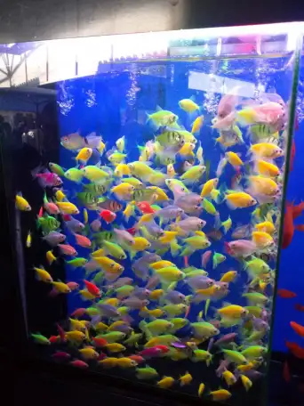 Аквариумные рыбки, фотография 4