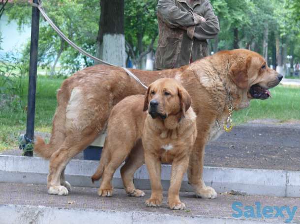Продажа сука для разведения Испанский мастиф, фотография 5