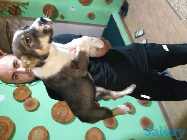 Среднеазиатское овчарка Алабай, фотография 4