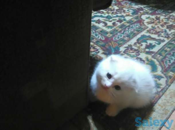 Продам котенка, фотография 1