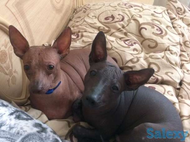 Щенки Ксолотицкунтли мини, фотография 3