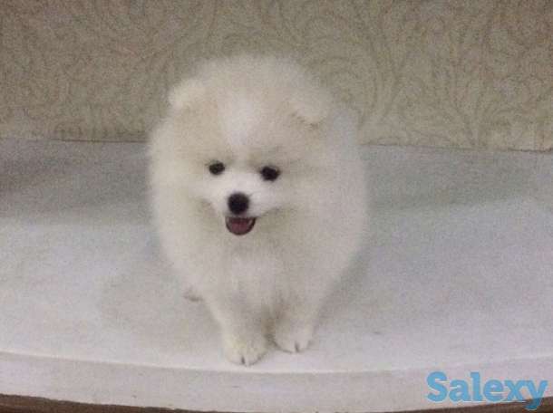 Продаются Шпицы, фотография 4