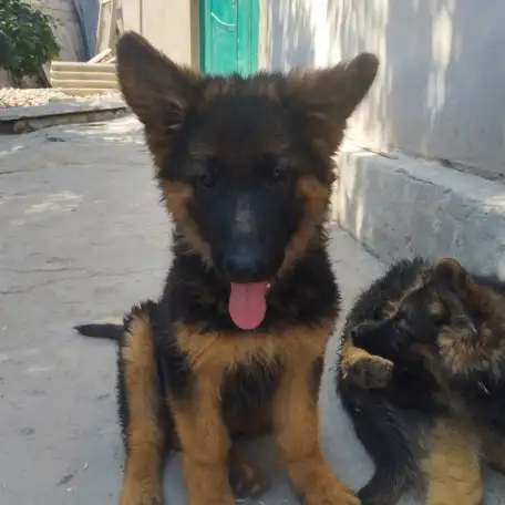 Щенки немецкой овчарки, фотография 7