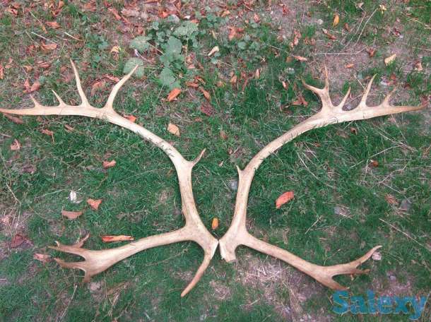 Продам сувенирные рога изобилия, рога оленя, часы с боем, пластинки, марки почтовые разные., фотография 3