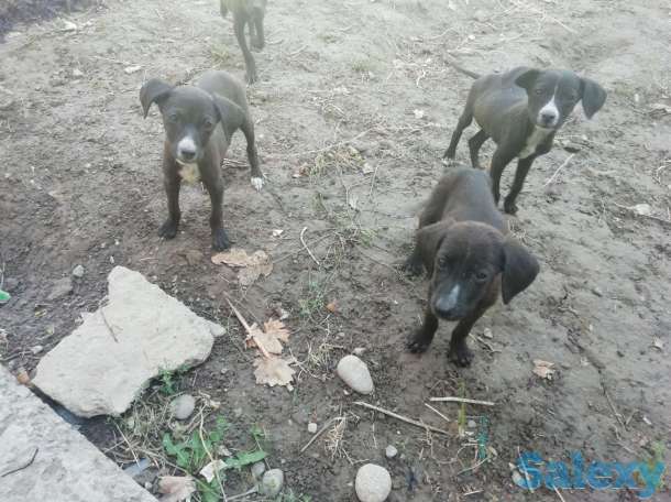 Отдам щенков трёхмесячных в хорошие руки., фотография 1