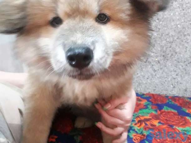 Акита от чемпиона, фотография 5