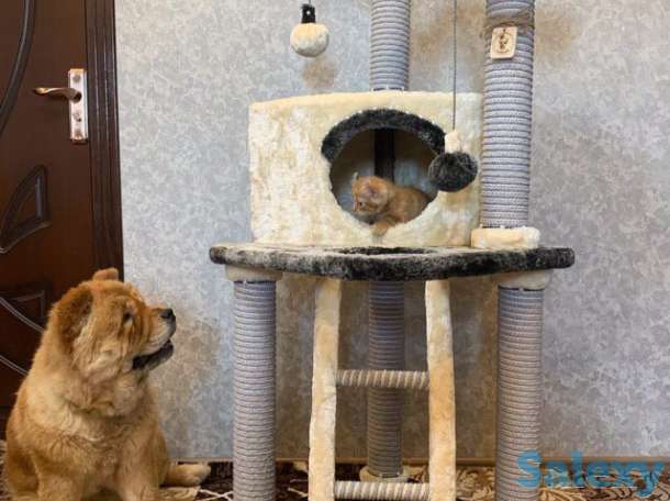 Когтеточка для кошки. Игровой комплекс для кошки. Дом для кошки., фотография 10