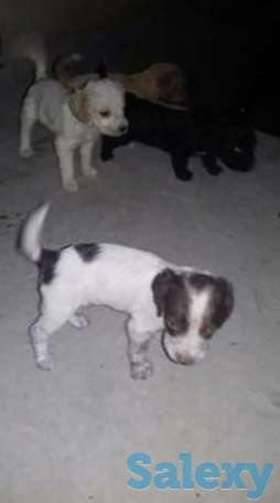 Продаются русские спаниели 8 шт 5 самцов и 3 самок, фотография 1