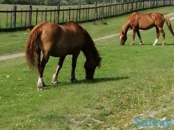 Лошади, кобылки, жеребчики ново-алтайские, фотография 4