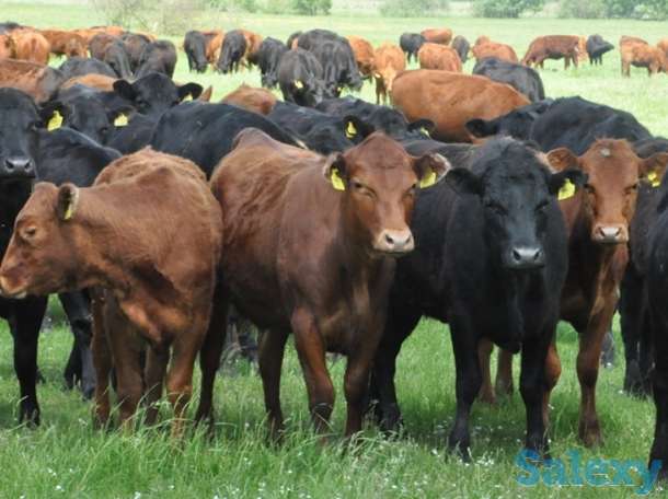 Быки, телки с России, фотография 1