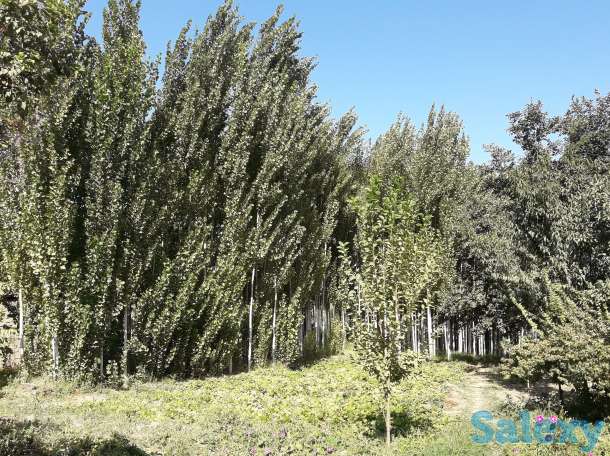 Продам Дачу, Ташкентская область, фотография 5