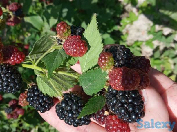 Саженцы Ежевики без колючек -  тиконсиз Ежевика кўчатлари, фотография 3