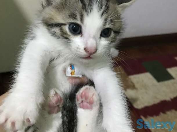 Бенгальские котята, фотография 2