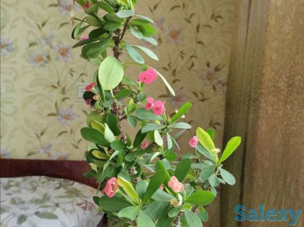 Комнатные растения на любой вкус!, фотография 8