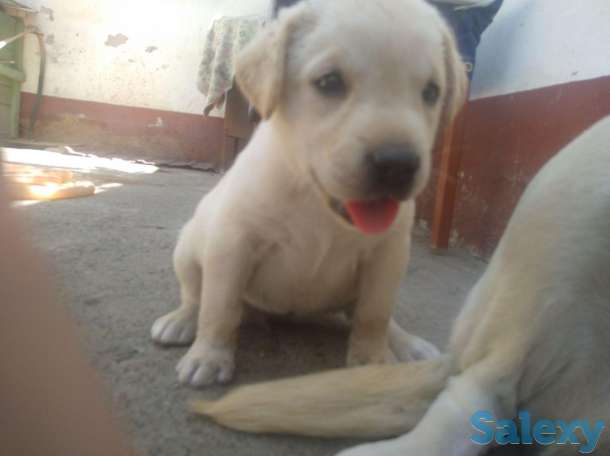 щенки лабрадора, фотография 1