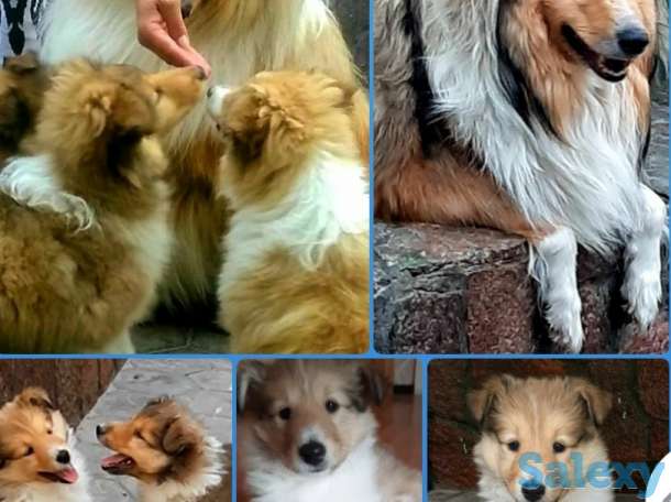 Продам щенков колли, фотография 1