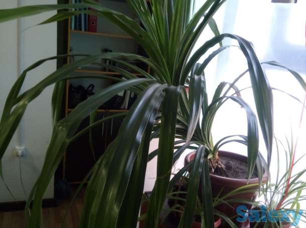 Продам цветок, фотография 2