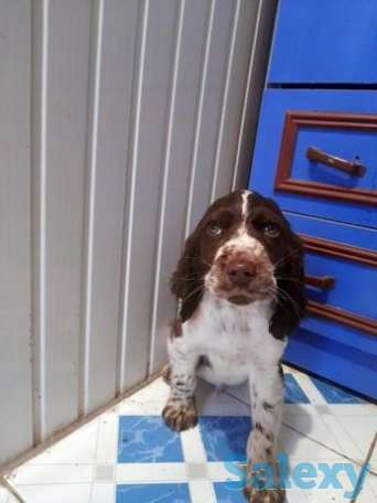 Английский спаниель, фотография 1