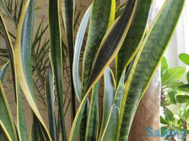 Комнатные растения на любой вкус!, фотография 10