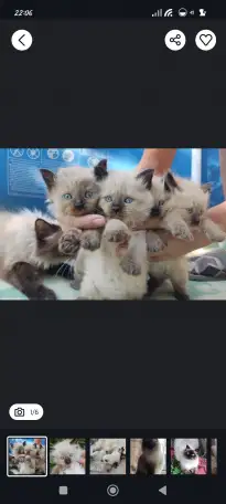 Продаются Сиамские котята, фотография 1