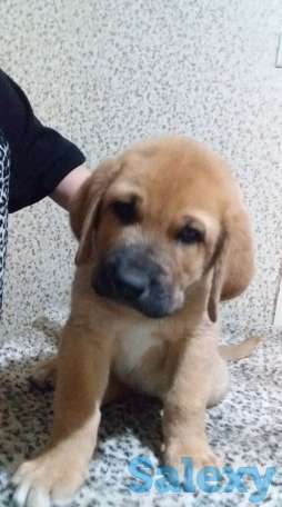 Щенки испнского мастиффа, фотография 3