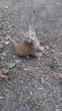 Котята в добрые руки, фотография 2