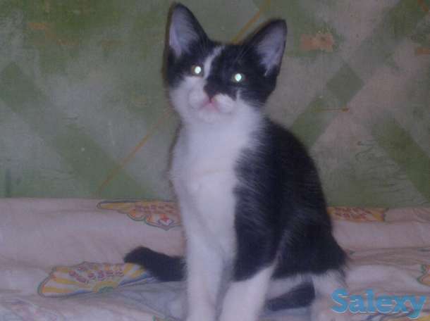 Отдам котят в хорошие руки, фотография 4