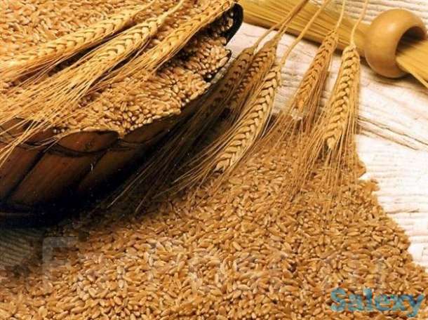 Пшеница, ячмень, подсолнечник, шрот, кукуруза, фотография 1