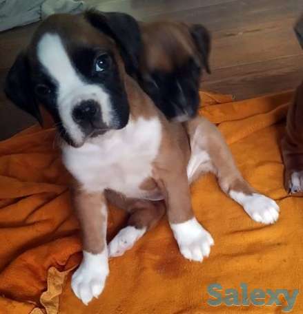 Немецкого боксера клубные, фотография 1