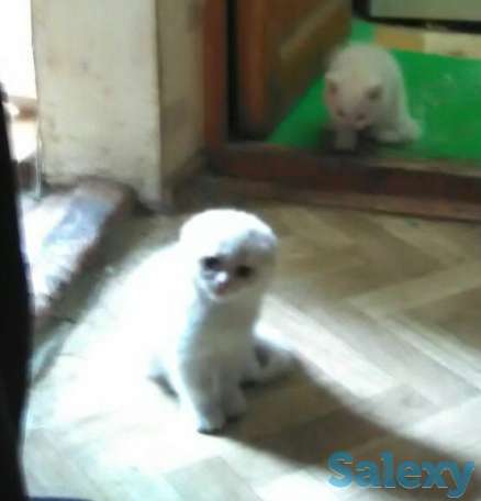 Продам котят возраст 1 месяц, фотография 1