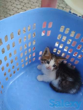 Отдам котенка в хорошие руки, фотография 3