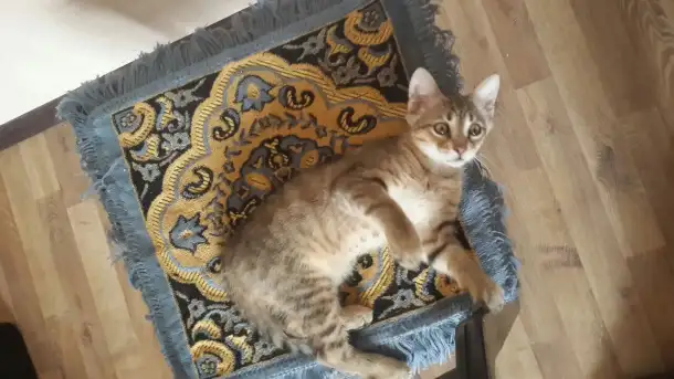 Котята 4 штуки., фотография 4