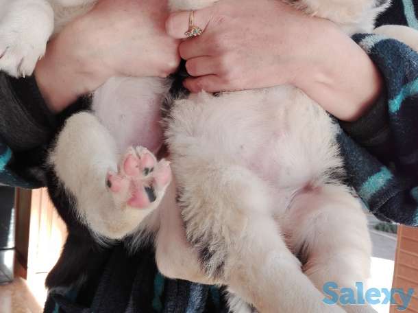 Продаются щенки Алабая, фотография 1