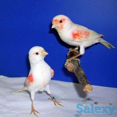 Канарейки из Европы, фотография 1