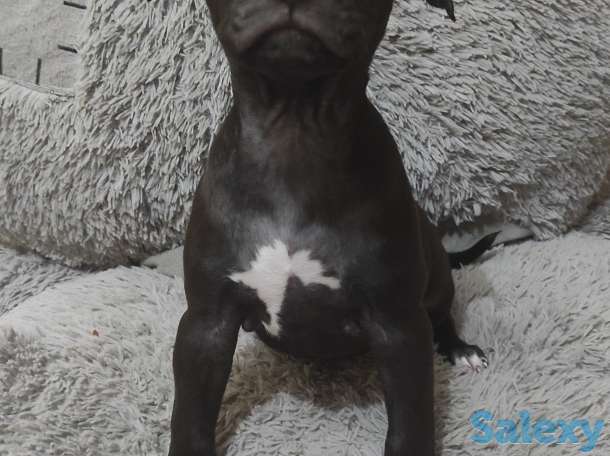 Продаются чистокровные щенки Американского Питбультерьера, фотография 4