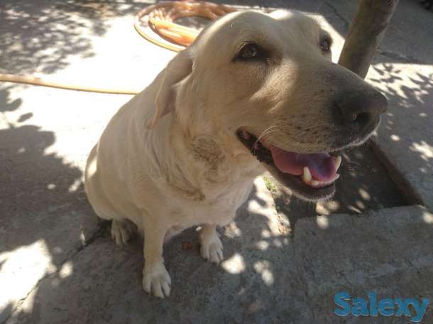 щенки лабрадора, фотография 6