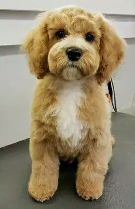 Стрижка собак мелких пород, фотография 4