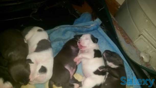 Лучшие стаффы из янгиюля., фотография 1