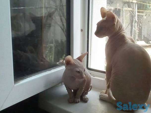Элитные котята Канадского сфинкса, фотография 2